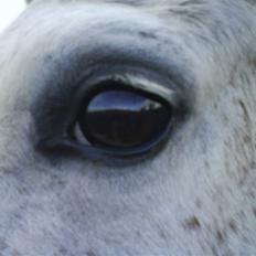 Shagya Araber (SH) # obalina^^*-