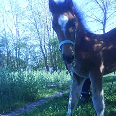 Anden særlig race Augustino