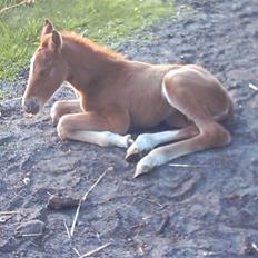 Anden særlig race Solgt Enghavegårds D´arcy *SOLGT*
