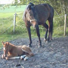 Anden særlig race Solgt Enghavegårds D´arcy *SOLGT*