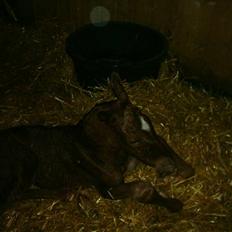 Anden særlig race Solgt Enghavegårds D´arcy *SOLGT*