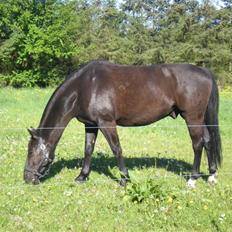 Oldenborg Teglgårdens Fernando