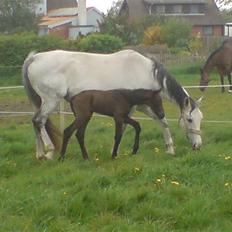 Dansk Varmblod Ballegårds Charming Nelly