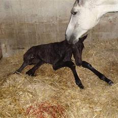 Dansk Varmblod Ballegårds Charming Nelly