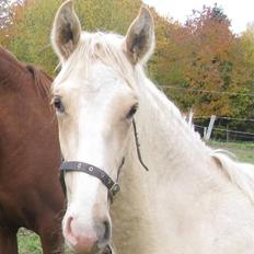 Lusitano Emigrante  (solgt)