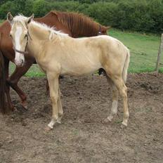 Lusitano Emigrante  (solgt)