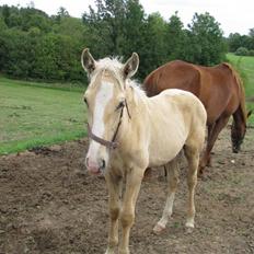 Lusitano Emigrante  (solgt)