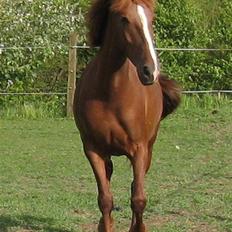Lusitano Xaquira