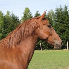 Lusitano Xaquira