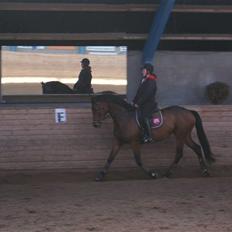 Dansk Varmblod s.cale   TIDER:/