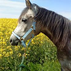 Anden særlig race Shaki - SOLGT