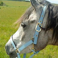 Anden særlig race Shaki - SOLGT