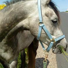 Anden særlig race Shaki - SOLGT