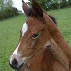 Dansk Varmblod Sundorfs Izma