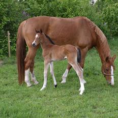 Dansk Varmblod Sundorfs Izma