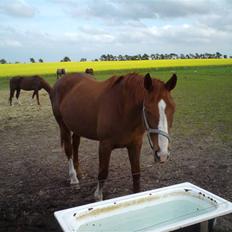 Hannoveraner Drossel DH  5676