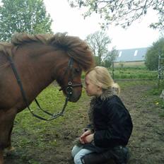 Shetlænder Chequantos<33