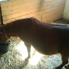 Shetlænder Chequantos<33