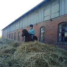 Shetlænder Chequantos<33