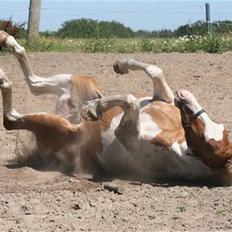 Pinto Indi af Højlund (solgt)