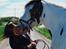 Irish Cob Leopold hvil i fred