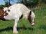 Irish Cob Leopold hvil i fred