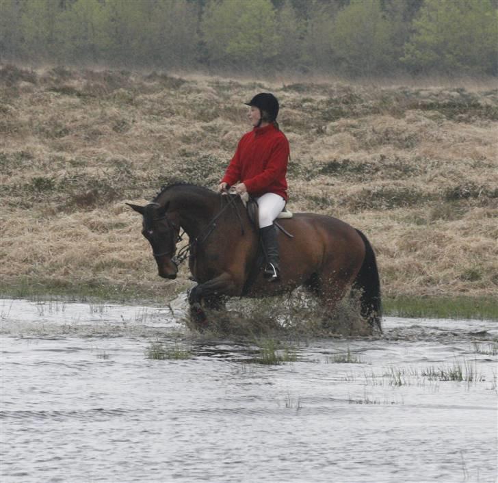 Dansk Varmblod Svante (RIP 2015) - Jagt i Nørlund plantage taget af Renee Kristensen eller Cecilie Knudsen  billede 15