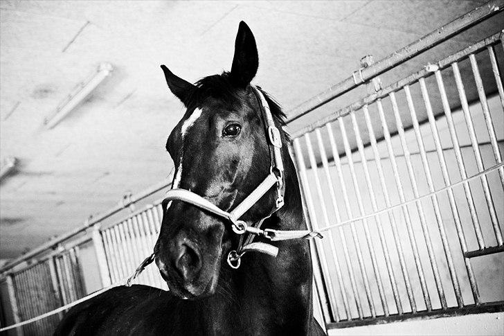 Oldenborg Damgaards Kivi Viola billede 2