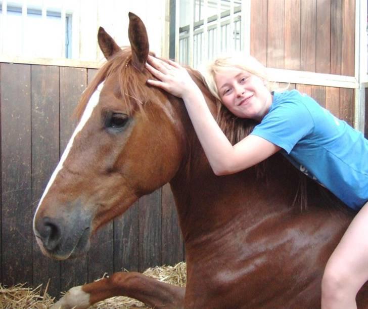 Dansk Varmblod Mi Amor (Solgt) - Kæphesten :D Han bliver sååå svær at tilride :D <33 billede 11