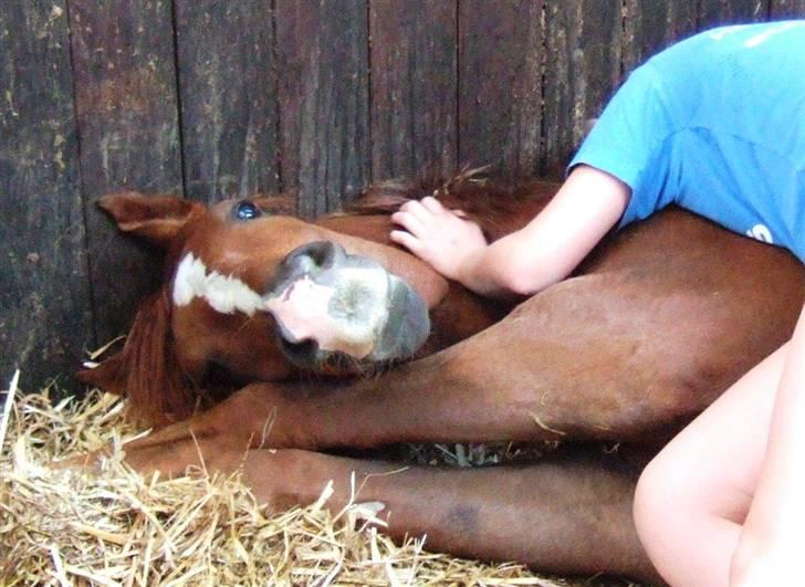 Dansk Varmblod Mi Amor (Solgt) - Kan man andet end at elske ham?! :´) billede 12
