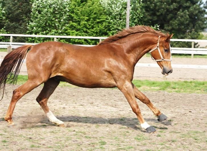 Dansk Varmblod Mi Amor (Solgt) billede 13