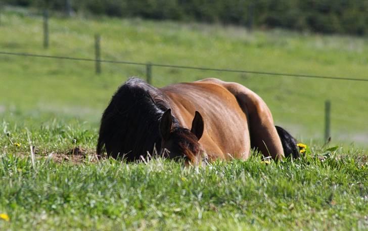 Arabisk fuldblod (OX) IA Halimah Bint Ibriiz - D. 10/5-09 Halimah ligger og sover.. Hun vil ikke op, så hun prøver at gemme sig billede 7