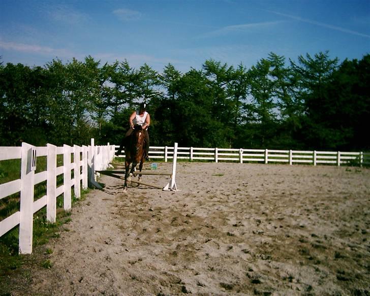 Dansk Varmblod Emblems Comet    RIP - billede 10