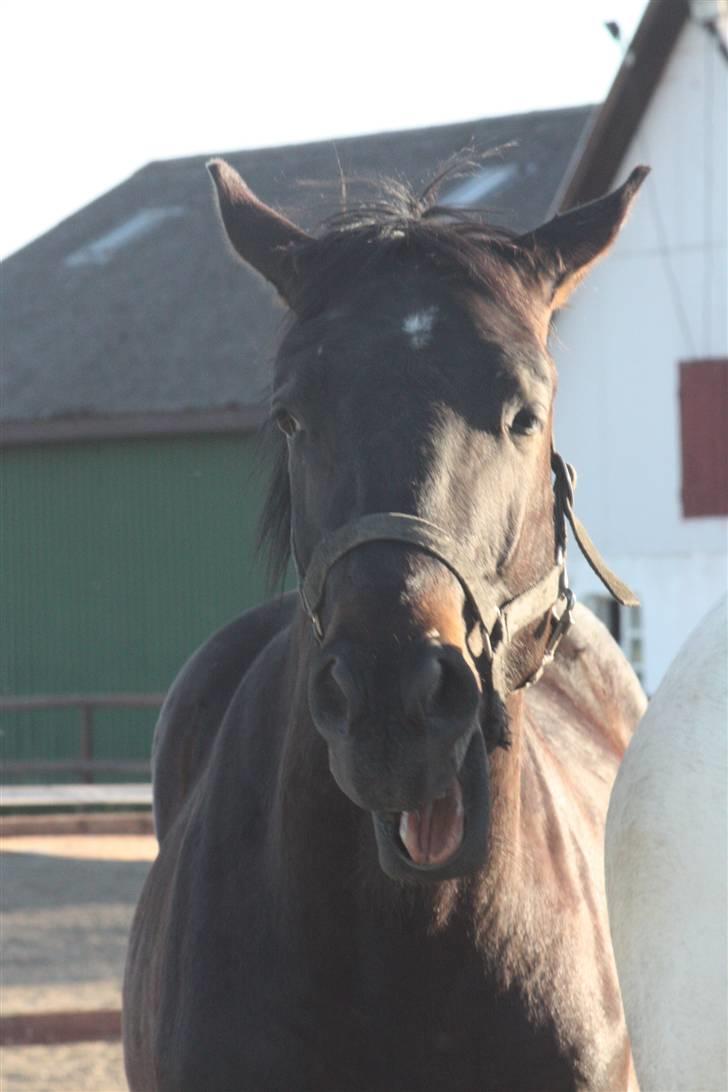 Hannoveraner Wolkenwaltz - Ih, man blir så træt af at guffe græs :) billede 5