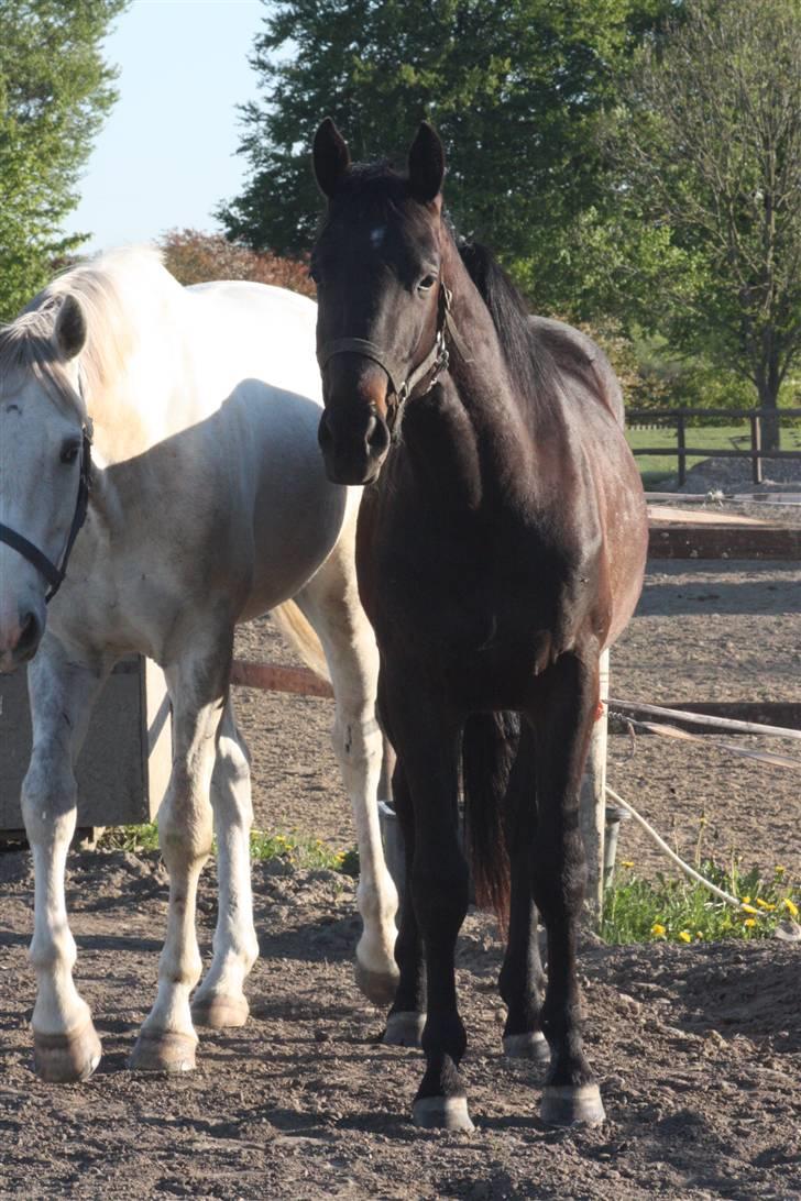 Hannoveraner Wolkenwaltz billede 6