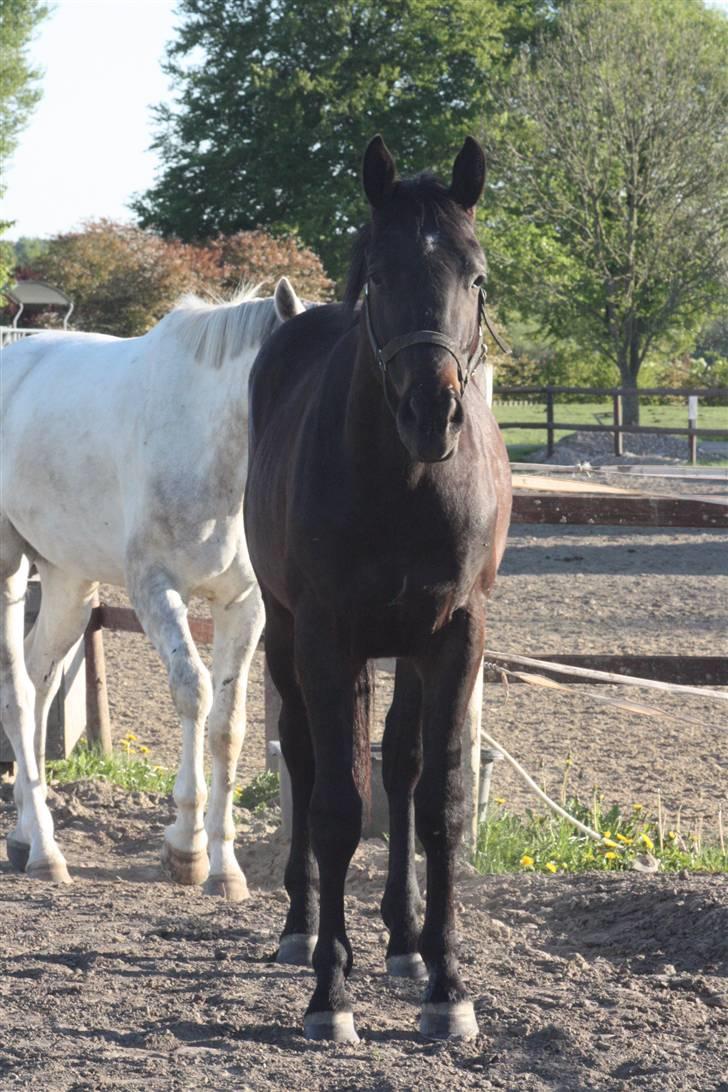 Hannoveraner Wolkenwaltz billede 7