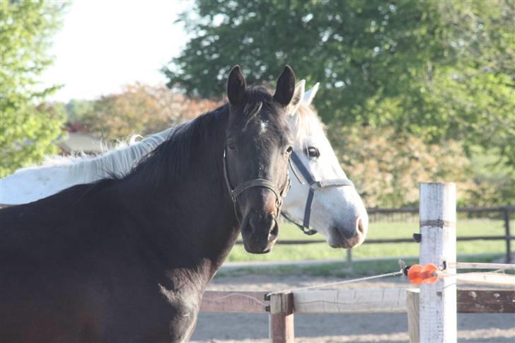 Hannoveraner Wolkenwaltz billede 8