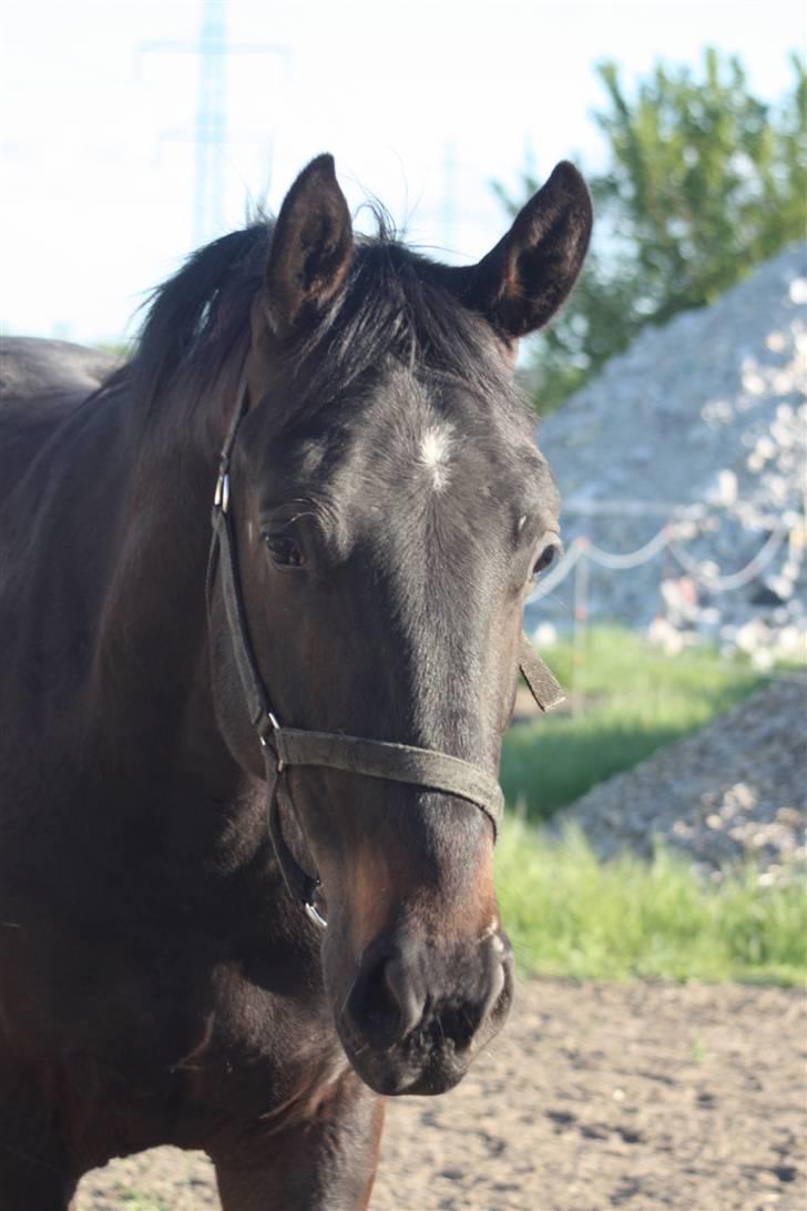 Hannoveraner Wolkenwaltz - Er jeg ikke yndig... billede 9