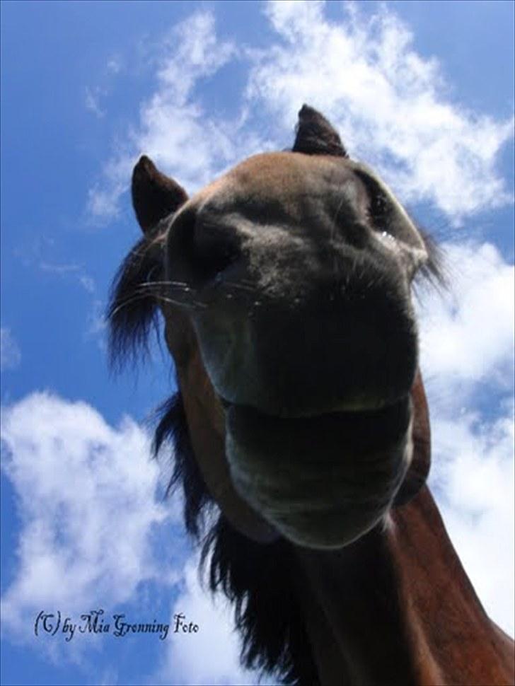 Anden særlig race Balarina Part *SOLGT* - 10# Fordi, du er sååå nysgerrig :* Elsker dig pony´star <3 Foto; Mig <3 billede 10