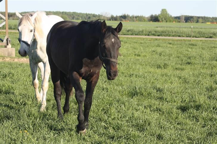 Hannoveraner Wolkenwaltz billede 10