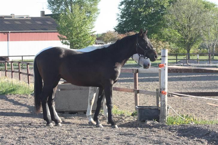 Hannoveraner Wolkenwaltz - Snart 2 år og vokser godt :) billede 11