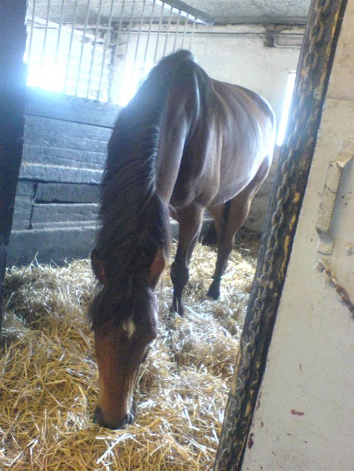 Anden særlig race Don Juan "Gammel part" billede 8