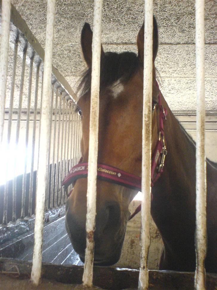 Anden særlig race Don Juan "Gammel part" billede 9