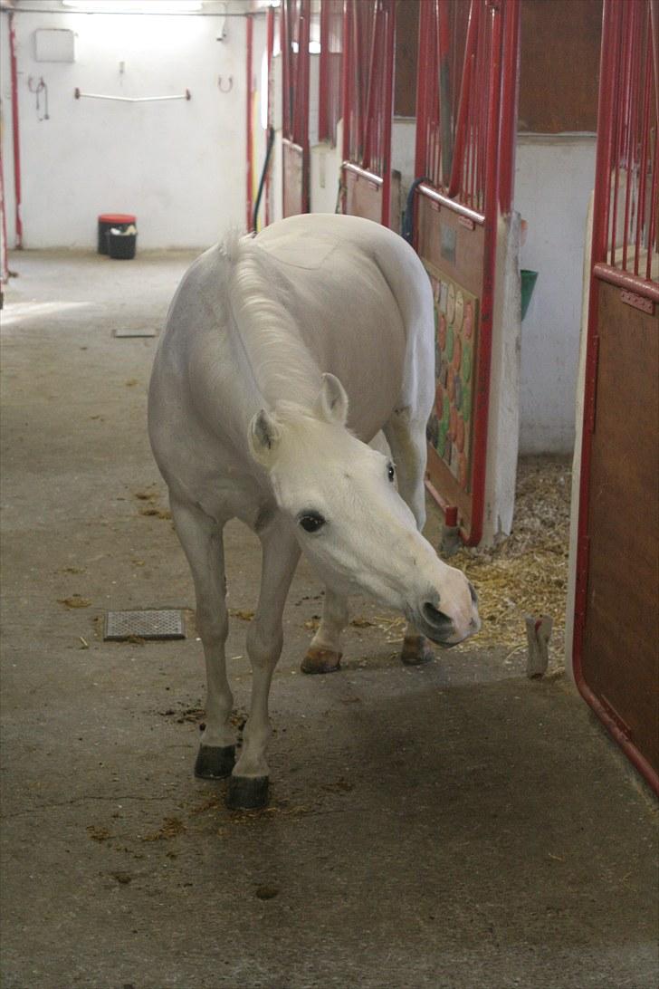 Anden særlig race Julius, **A-PONY** - Er jeg på? :P billede 5