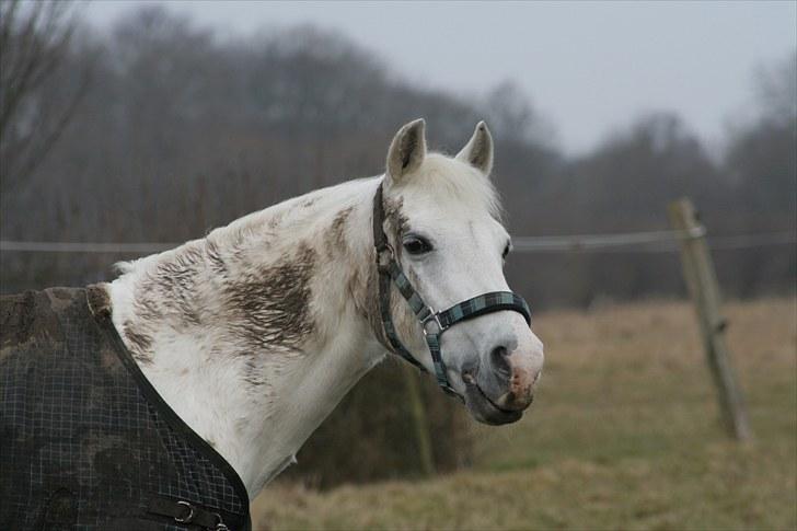 Anden særlig race Julius, **A-PONY** - Beskidt? Ja:D billede 6
