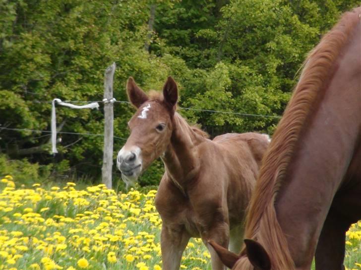 Frederiksborg Prinsesse Malou †  - Velkommen til Prinsesse Malous side :) billede 1