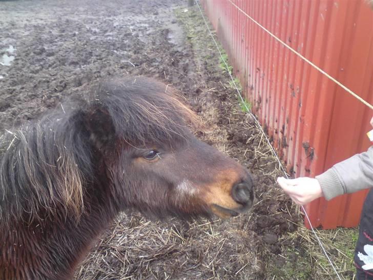 Shetlænder Charlie R.I.P :'( elsket & savnet !! <'3 billede 11