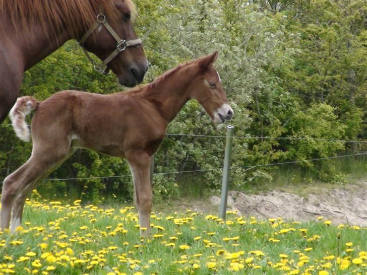 Frederiksborg Prinsesse Malou †  billede 2