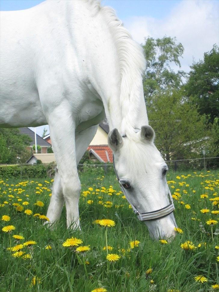 Anden særlig race Julius, **A-PONY** - se lige mit blik :D billede 8