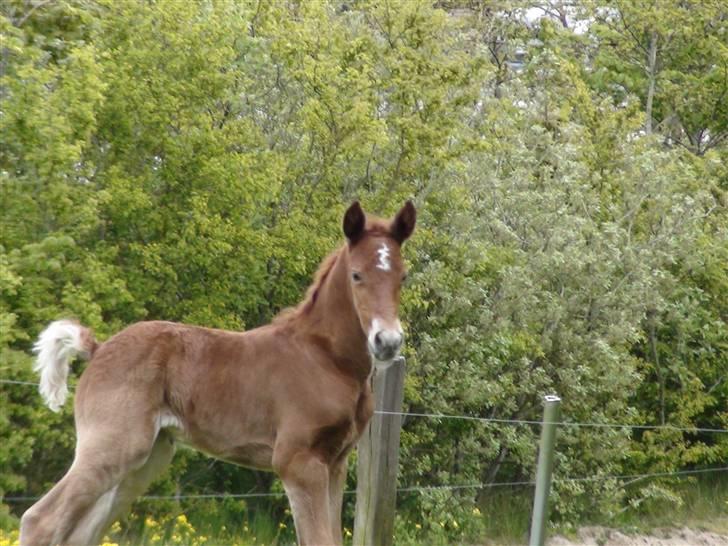 Frederiksborg Prinsesse Malou †  billede 3